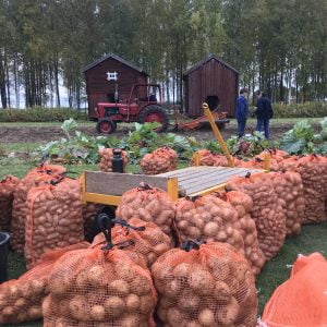 edhe gård junsele potatis