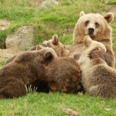 björnar junsele djurpark